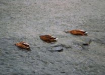 three ami-ducks (640x462).jpg