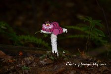 cheshire cat.jpg