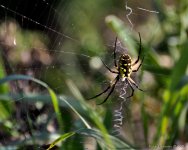 DSC_7105-1-2-1.jpg