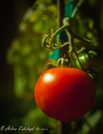 _SSC0308-Edit.jpg