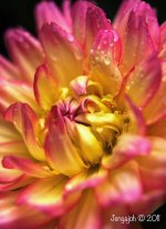 249-Dahlia.jpg