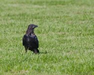 DSC_7117-1-1.jpg