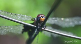 250-Dragonfly.jpg