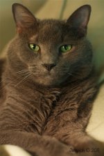 251-Nimbus.jpg