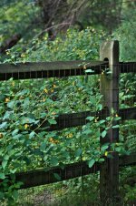 252- Fence.jpg