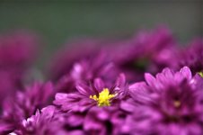 254-mums.jpg