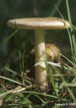 256-Mushroom.jpg