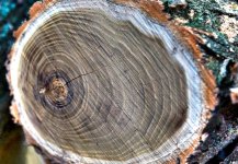 257-wood.jpg