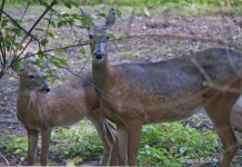 262-deer.jpg