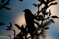 _SSC0433-Edit.jpg