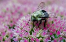 264-Bee.jpg