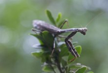 Mantis sm.jpg