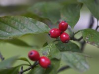 265-Dogwood berries.jpg