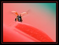 Ladybird crop edit b.jpg