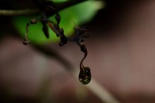 DSC_0262 (800x534).jpg