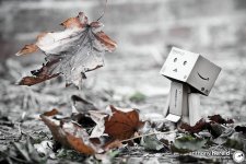 Danbo-Fall-2.jpg