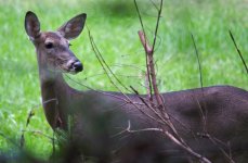 277-deer.jpg