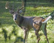 279-Buck.jpg