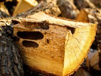 firewood1.jpg