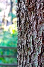 280-Bark.jpg