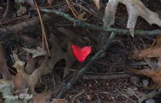 284-heart leaf.jpg
