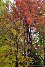 _DSC0876.jpg
