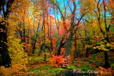 _DSC0224_25_26_27_28_29_30_tonemapped.jpg