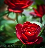_DSC0109-Edit.jpg
