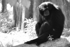 Zoo28.jpg