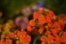 DSC_0170.jpg