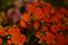 DSC_0176.jpg