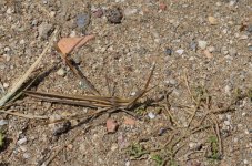 DSC_2341.JPG
