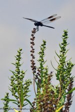 DSC_5347.jpg