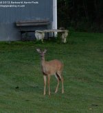 247 Deer-130904-02_01.jpg 247 Deer-130904-02_01.jpg
