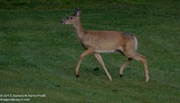 247 Deer-130904-03_01.jpg 247 Deer-130904-03_01.jpg