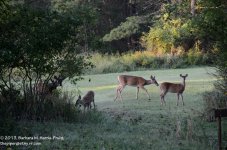 247 Deer-130904-13_01.jpg 247 Deer-130904-13_01.jpg