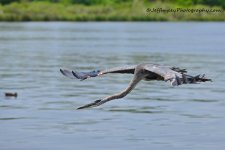 DSC_5290.jpg