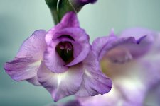 MACRO 043.jpg