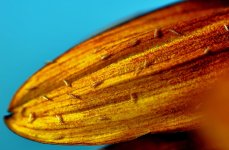 MACRO 143.jpg