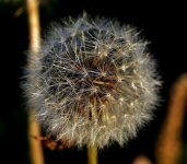 MACRO 248.jpg