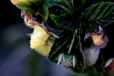 MACRO 265.jpg