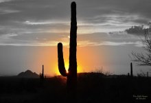 Saguaro light.jpg