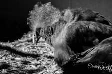 Zoo33.jpg