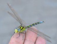 Dragonfly.jpg