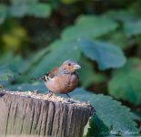 DSC_0542.jpg