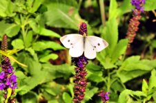 macro 9-5-2013 053 (800x531).jpg
