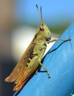Grasshopper 3.jpg