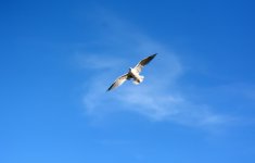 DSC_1816.JPG