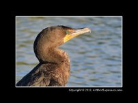 Cormorant-0.jpg