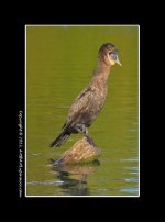 Cormorant-3.jpg